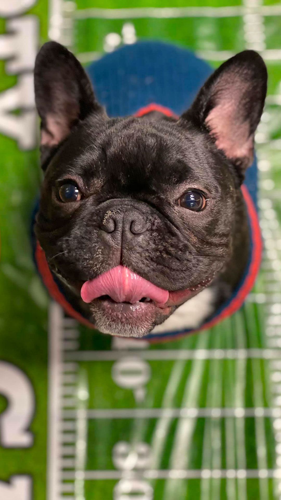 frenchie football jersey raiders｜TikTok Search