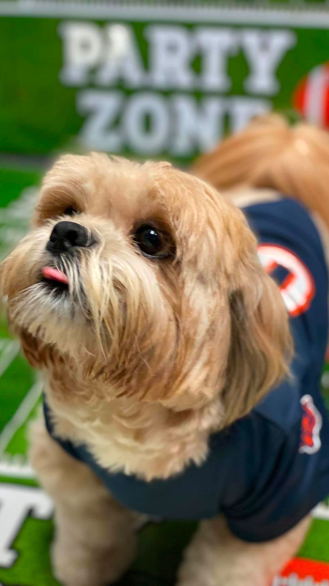 Chicago Bears Dog Jersey – Puppy Kisses