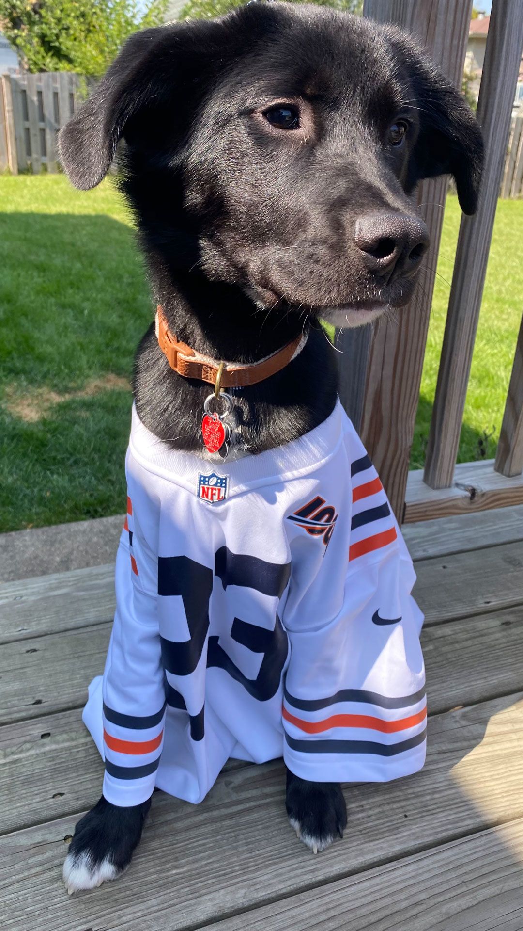 chicago bears pet jersey