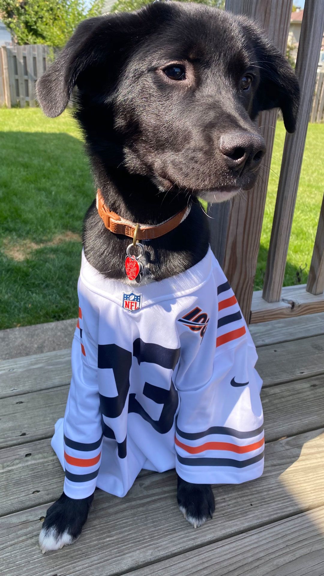 chicago bears dog jersey