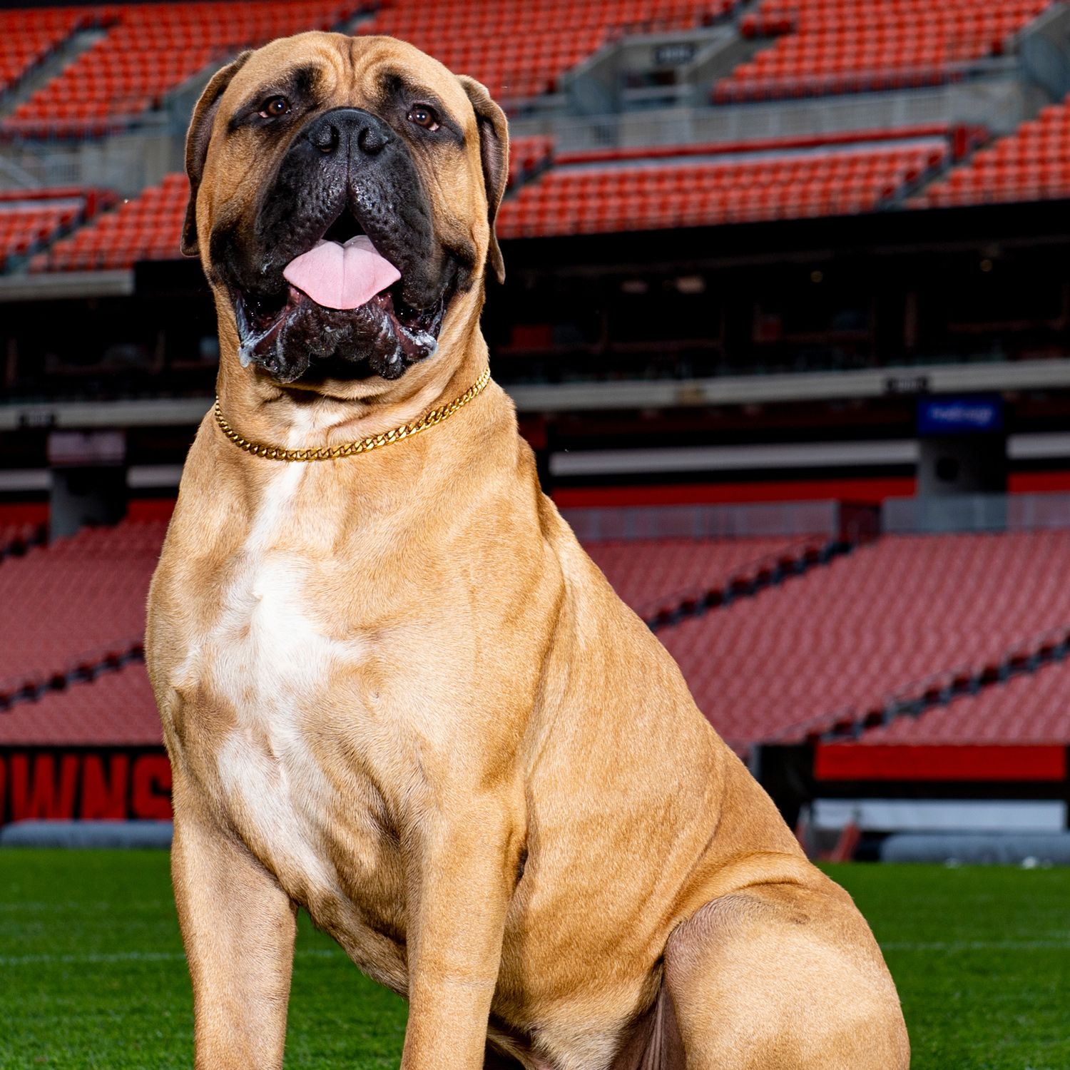 cleveland browns dog