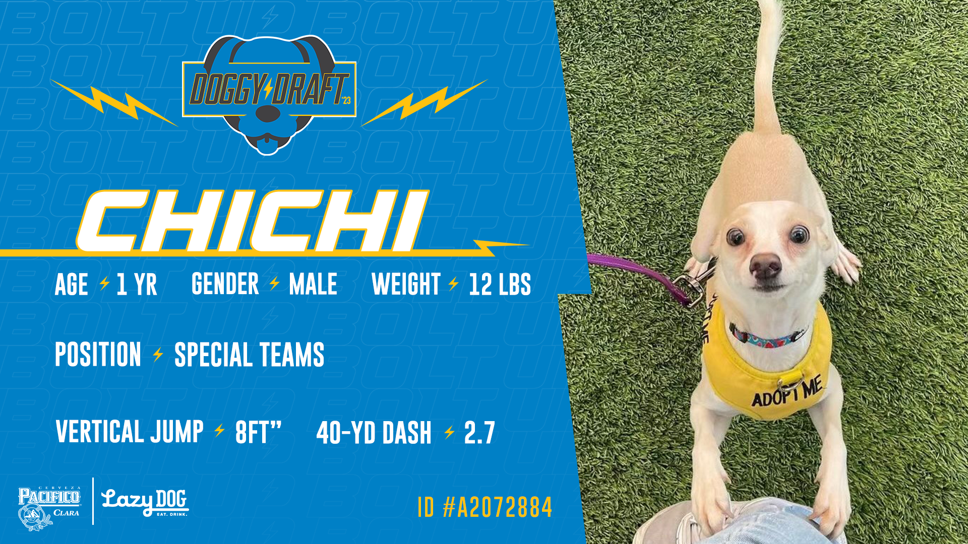 Doggy Draft  Los Angeles Chargers 