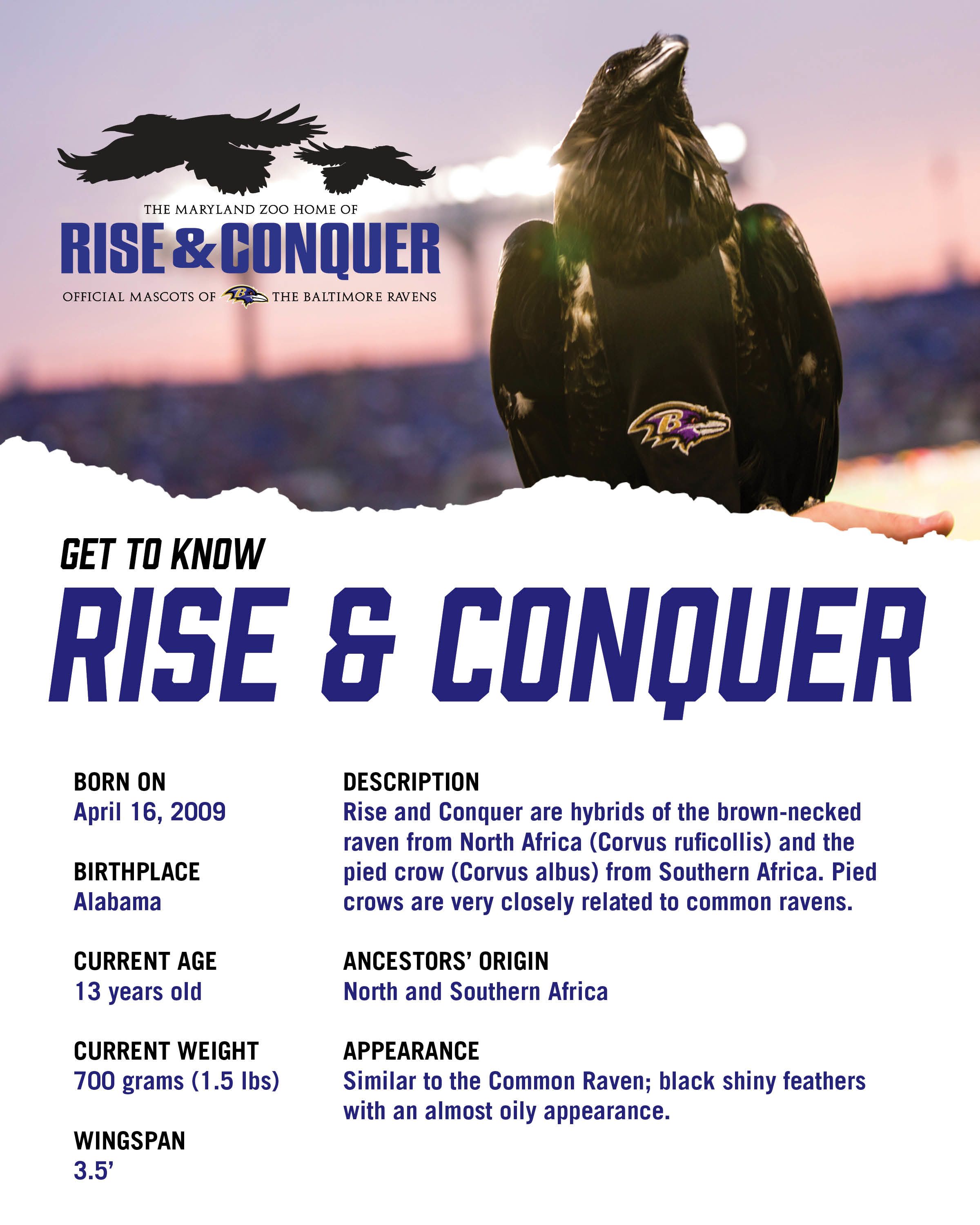 Ravens Rise and Conquer | Baltimore Ravens – baltimoreravens.com