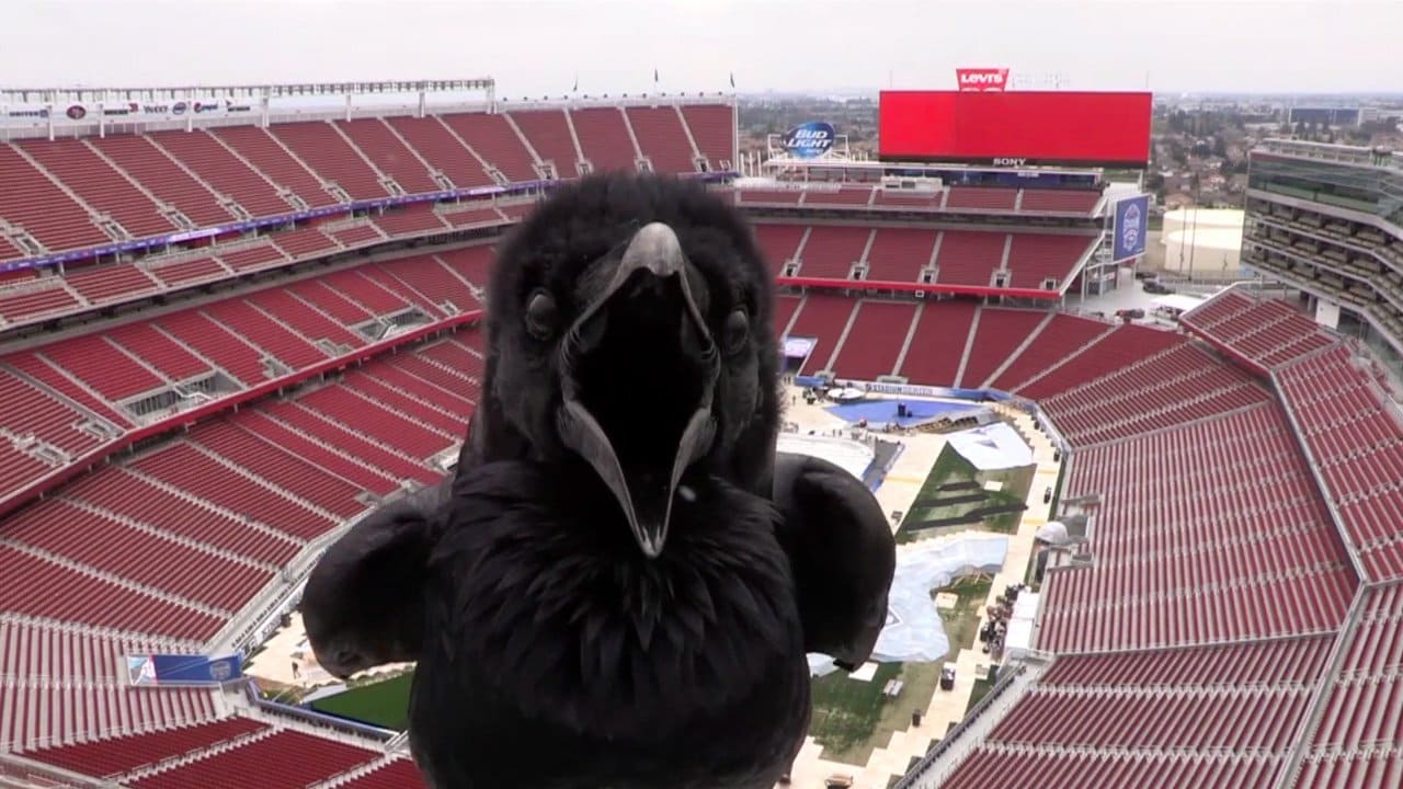 Crow Gets up Close, Personal with Levi's® Stadium Camera