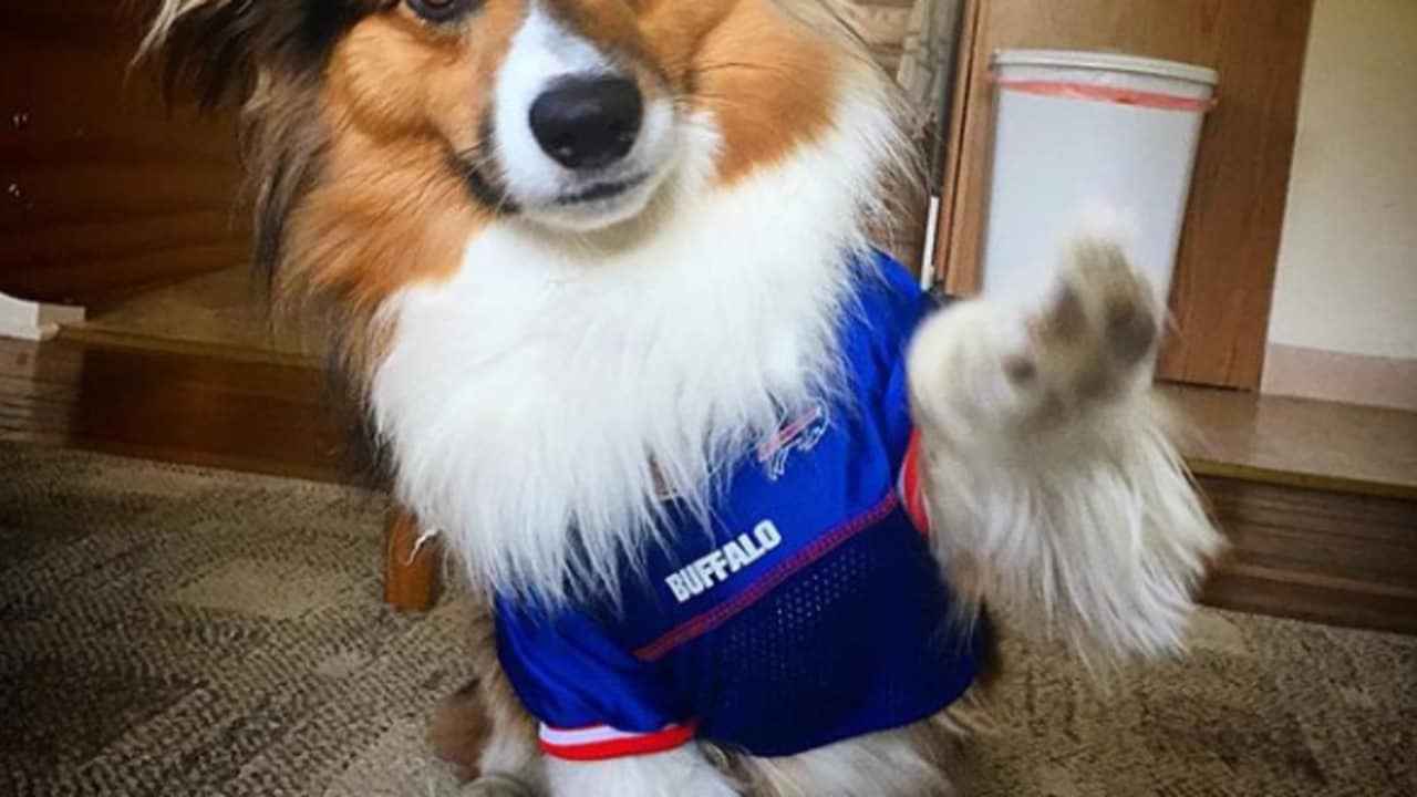 Buffalo Bills - The best dogs are Bills dogs! #NationalDogDay