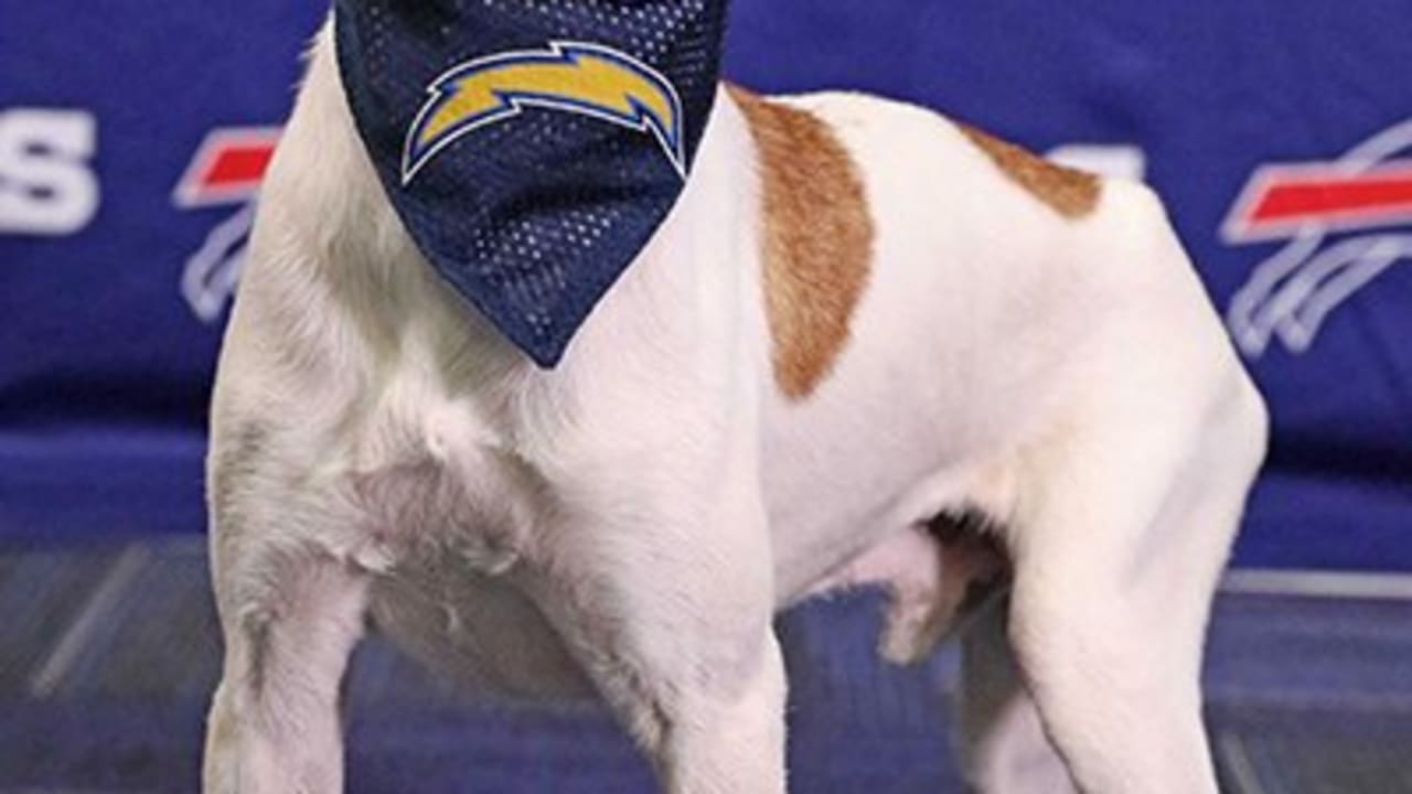 Bills Schedule Unleashed dogs find happy homes