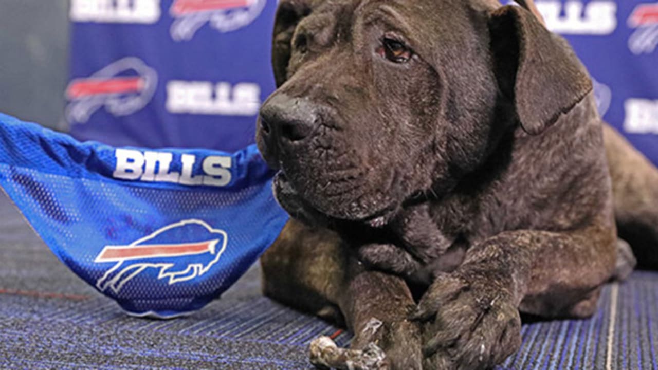 Bills Schedule Unleashed dogs find happy homes