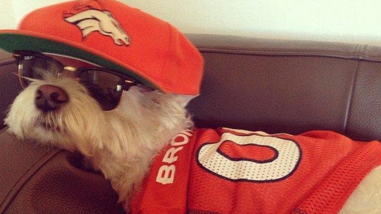 Broncos Celebrate Dress Up Your Pet Day