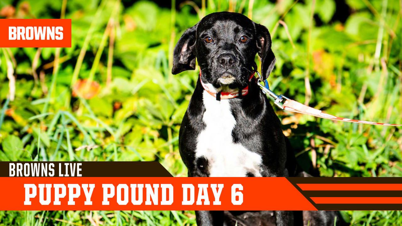 how much is an original pound puppy worth