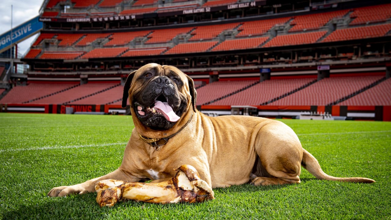 Swagger, the Browns' beloved bullmastiff mascot, has passed away