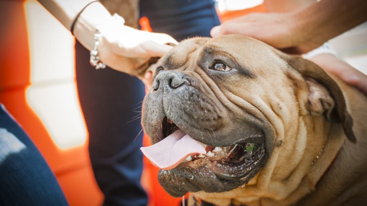 Show us your Dawg Pound! Readers share photos of pets supporting Browns