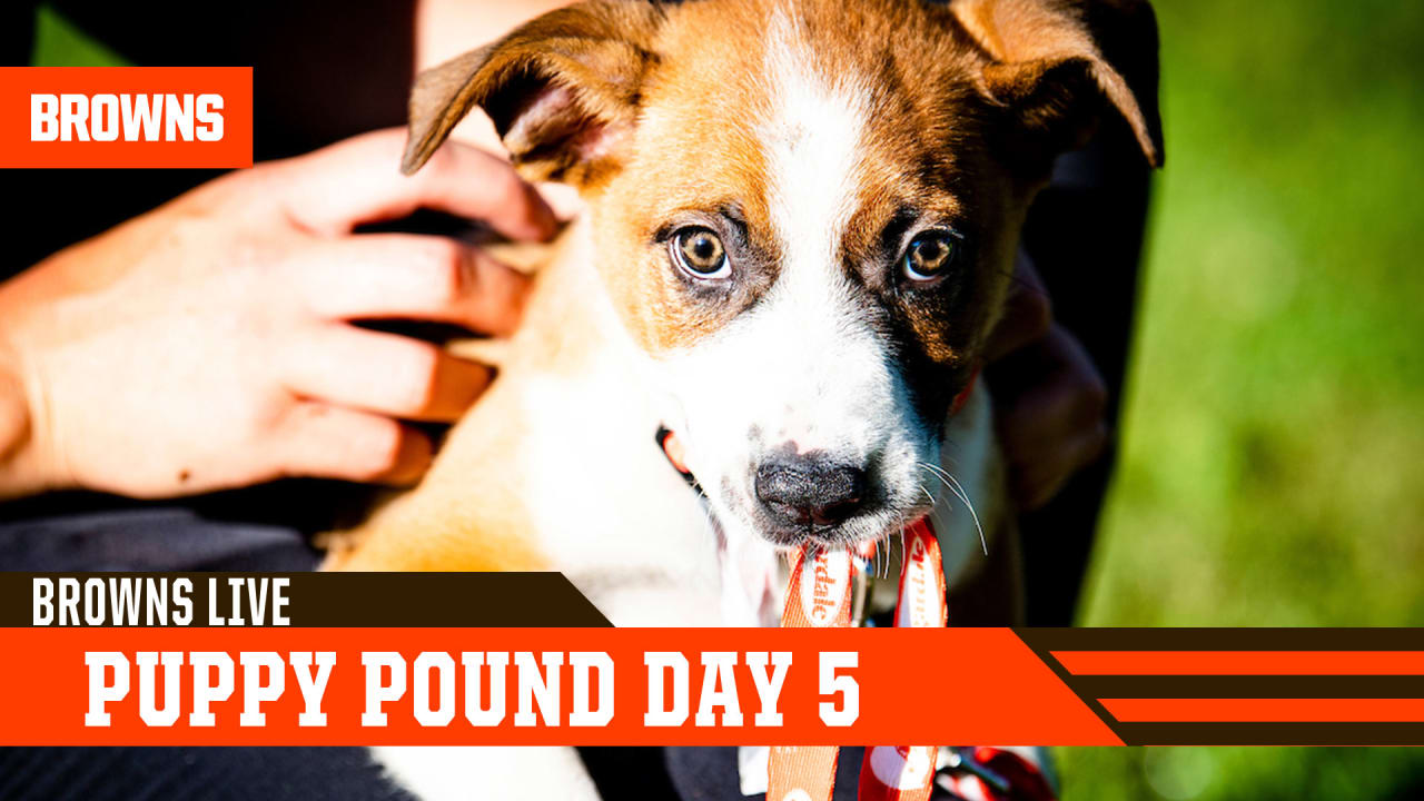 In the dog days of summer, the Cleveland Browns' puppy adoption
