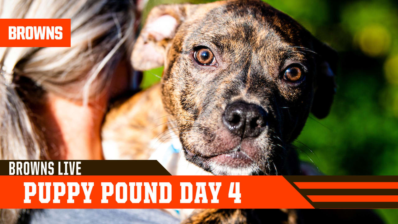 how much is an original pound puppy worth