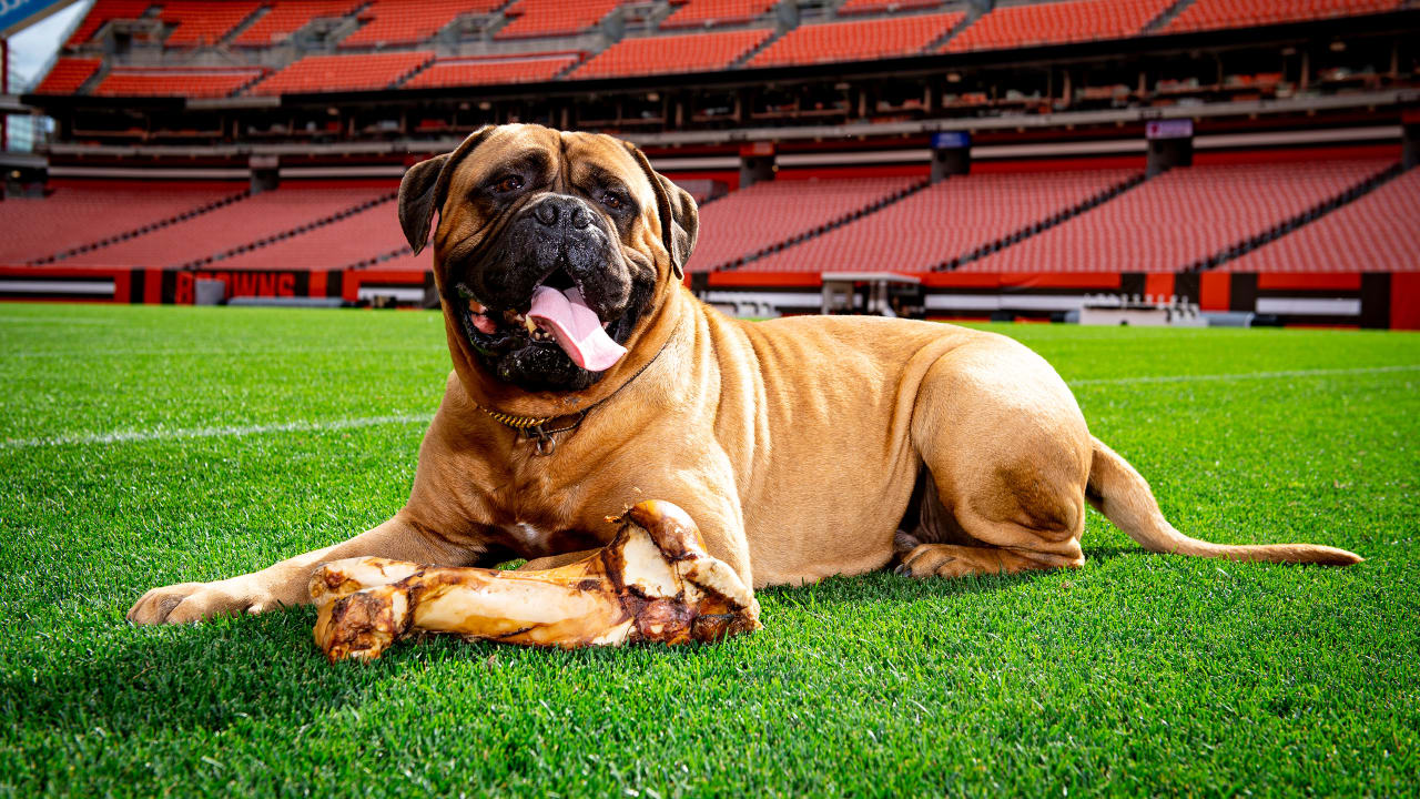 Official cleveland Browns select new Dawg Pound bullmastiff logo