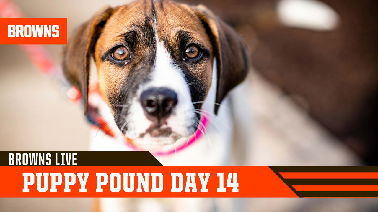 69 Puppies adopted from Puppy Pound at 2022 Browns Training Camp