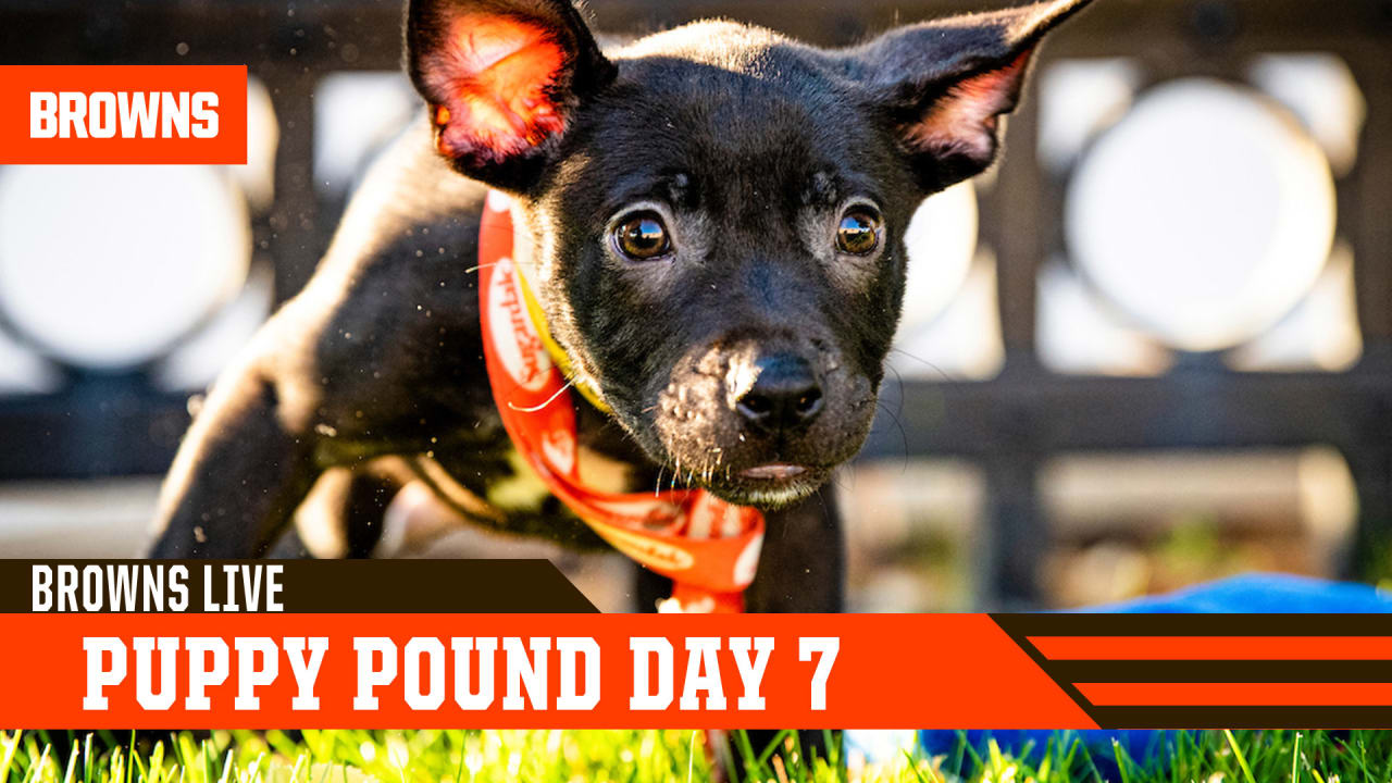 In the dog days of summer, the Cleveland Browns' puppy adoption