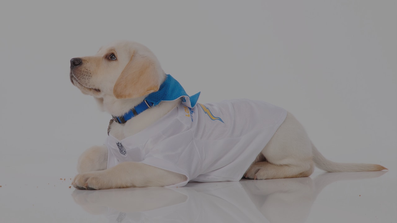 los angeles chargers dog jersey