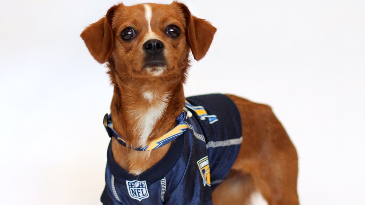 Chargers Spreading Awareness About Dog Rescue through Dog Draft