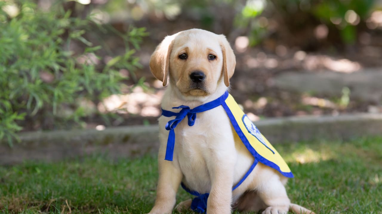 The Los Angeles Chargers have teamed up with Canine Companions for  Independence to follow a puppy named Bolt on his journey to becoming an  assistance dog.