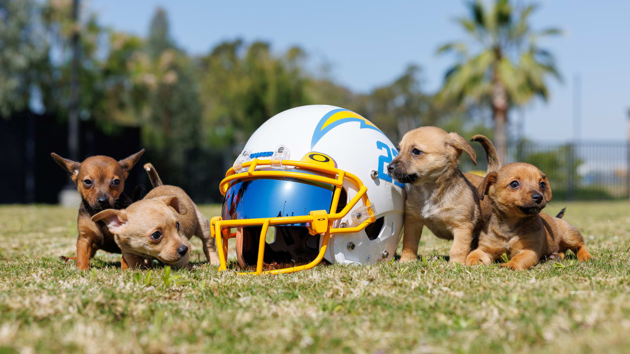 Chargers Dog Draft Prospects