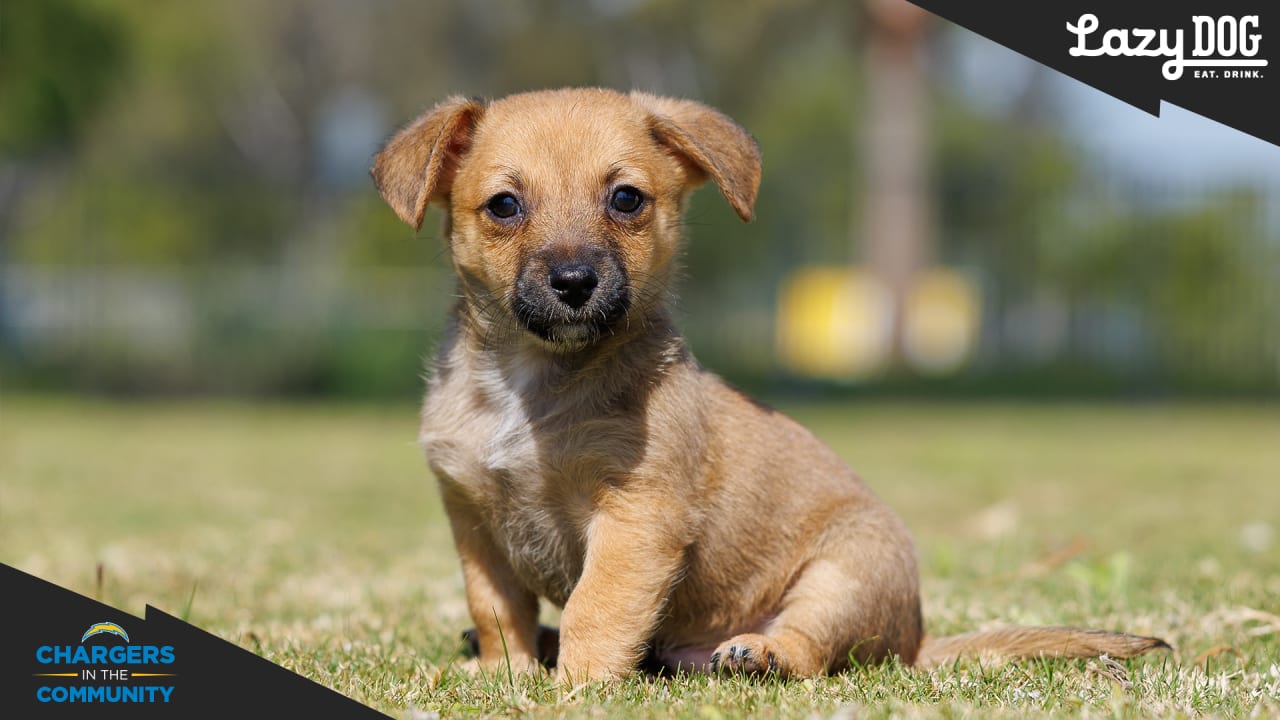 San Diego Chargers Host Dog Draft For Shelter Pups Needing A Forever  Team