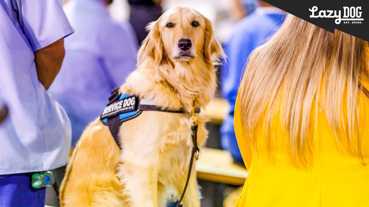 NFL dogs at practice and on the field