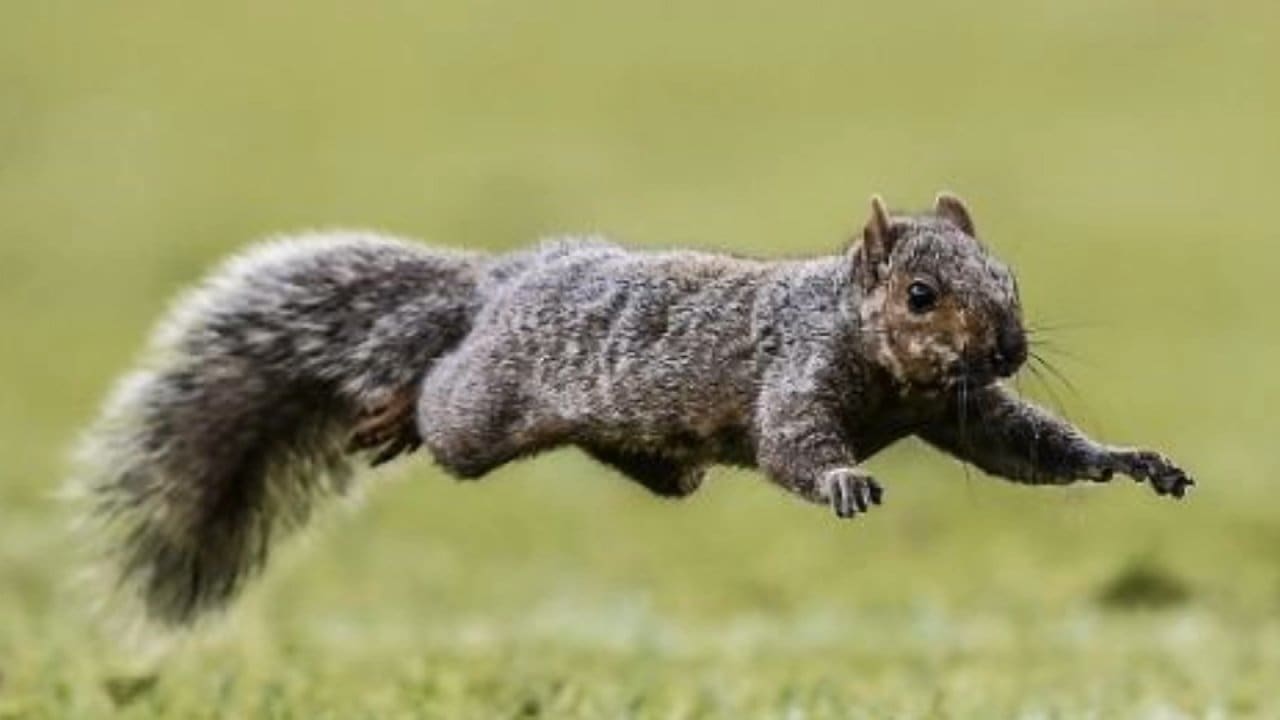 The Lambeau Field Squirrel: A Special Look 