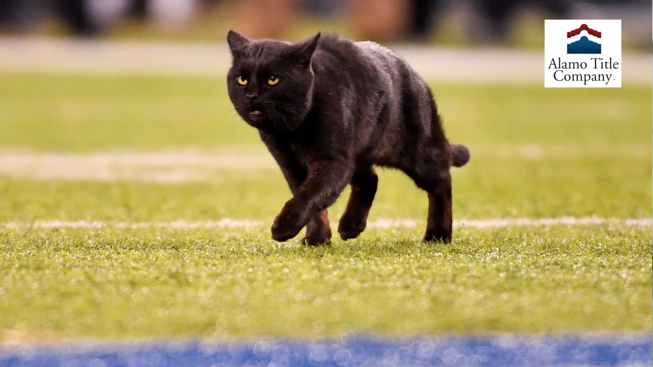 Black cat at Giants-Cowboys is far from only MetLife Stadium feline