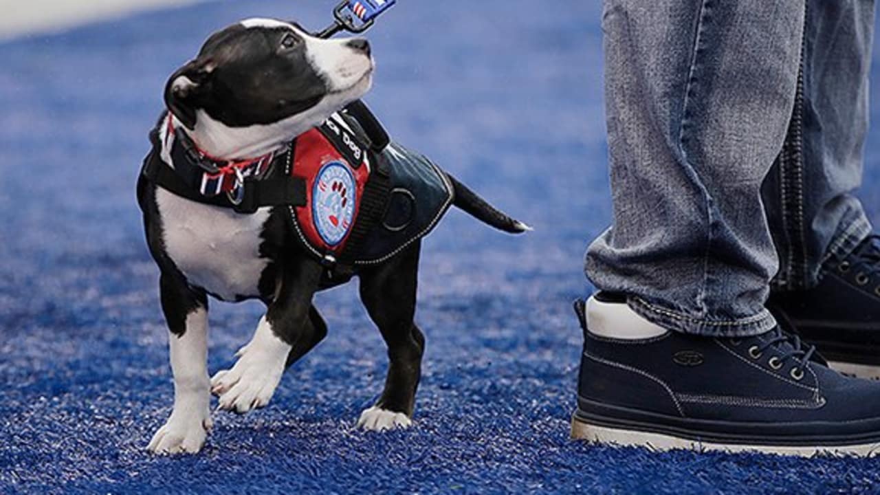 Ny Giants Dog