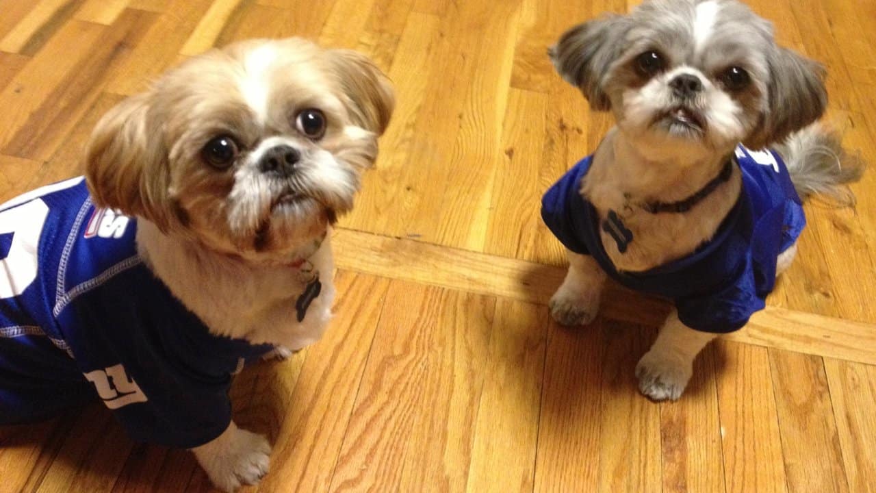 Giants fans submit photos on National Puppy Day