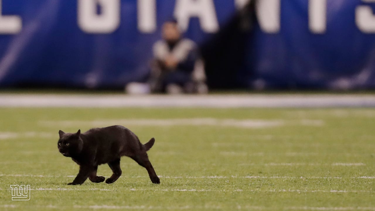 Top 10 reactions to the black cat on 'Monday Night Football' - Los Angeles  Times