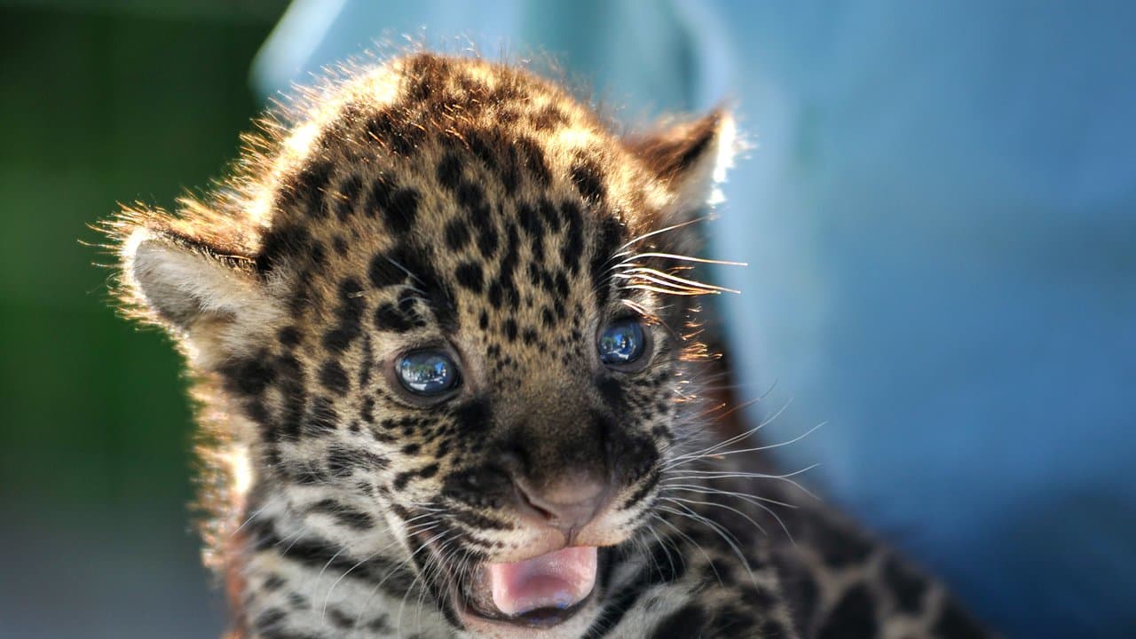llamar Fabricante ampliar Baby Jaguar