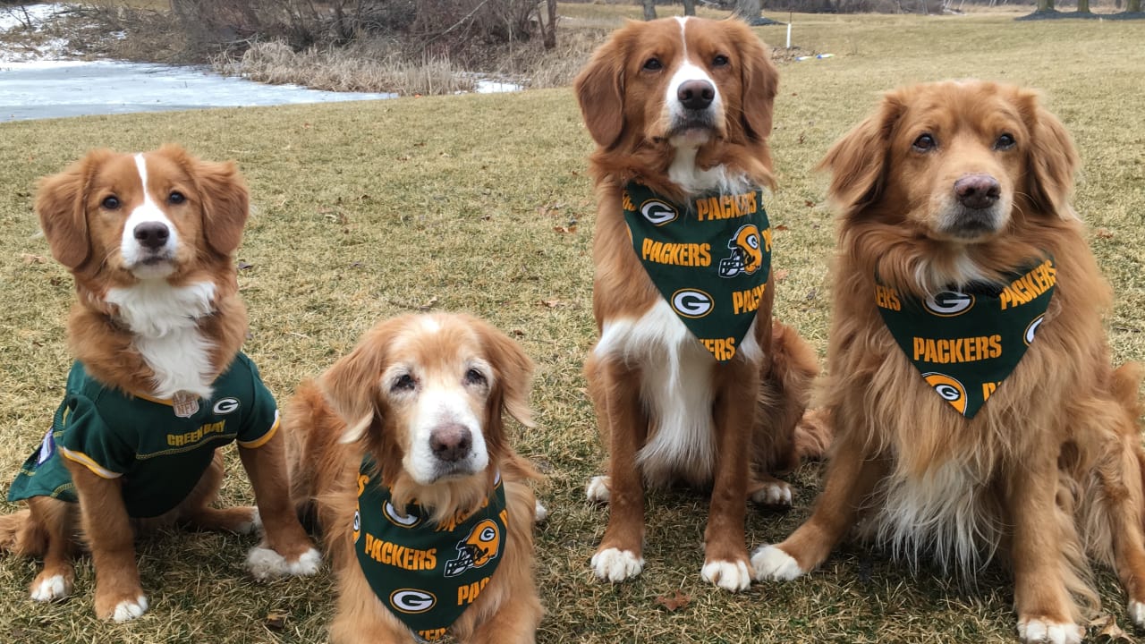 packer jersey for dog