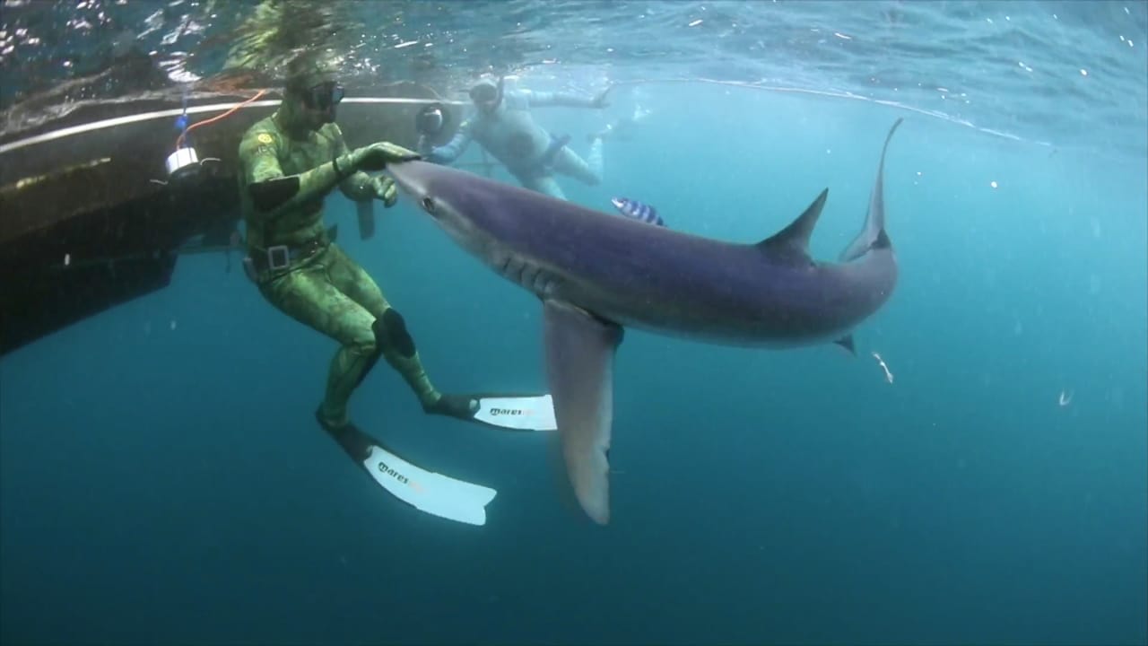 Aaron Rodgers raises awareness during 'Shark Week'