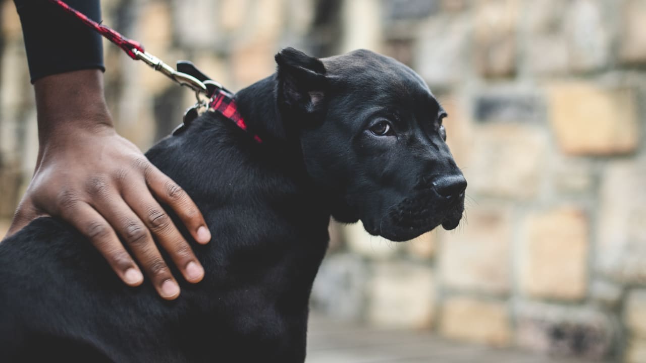 The best dogs are Panthers dogs! - Carolina Panthers