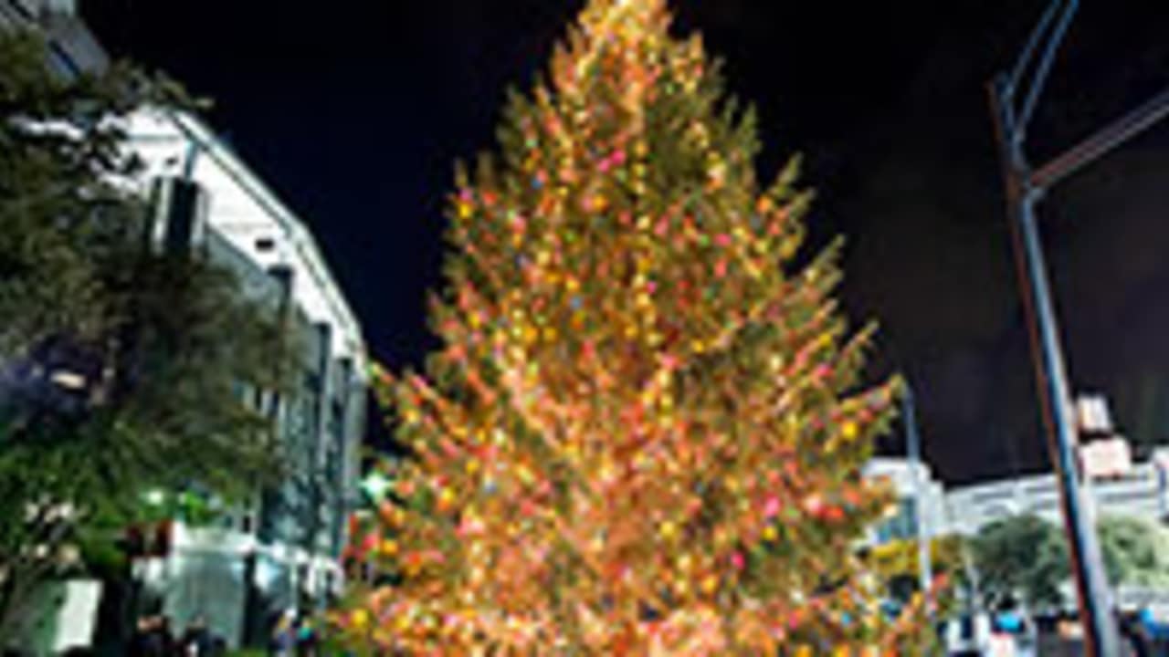 Panthers to hold tree lighting celebration