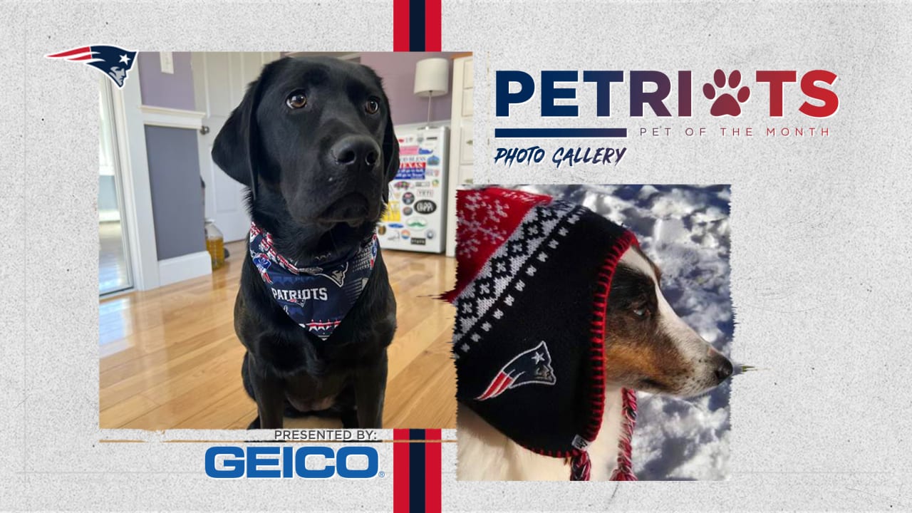 NFL Football New England Patriots Dog Harness