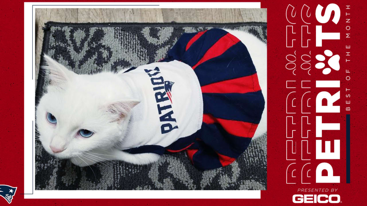 New england hotsell patriots cat jersey