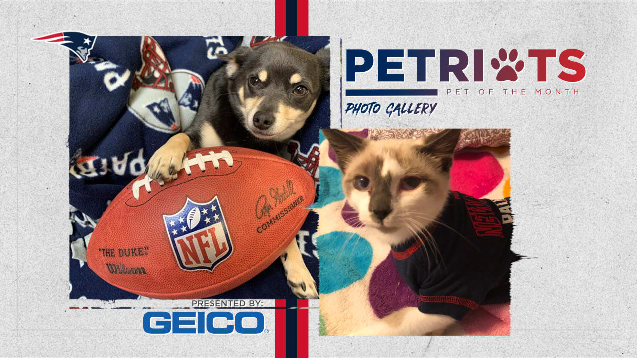 Bills playoffs pet gallery