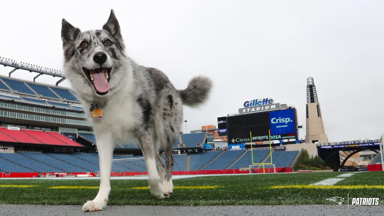 Meet Boyd: Gillette Stadium field crew's newest (and goodest) employee