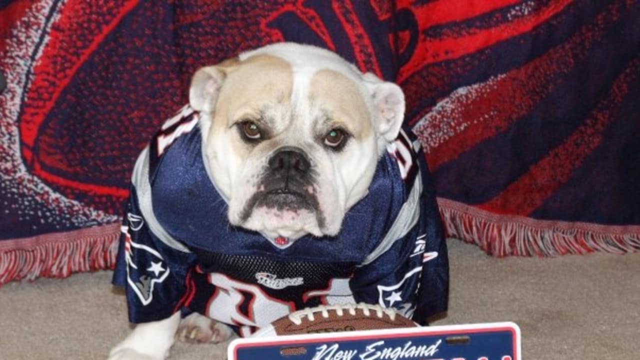 Little Earth New England Patriots Dog Puffer BaxterBoo