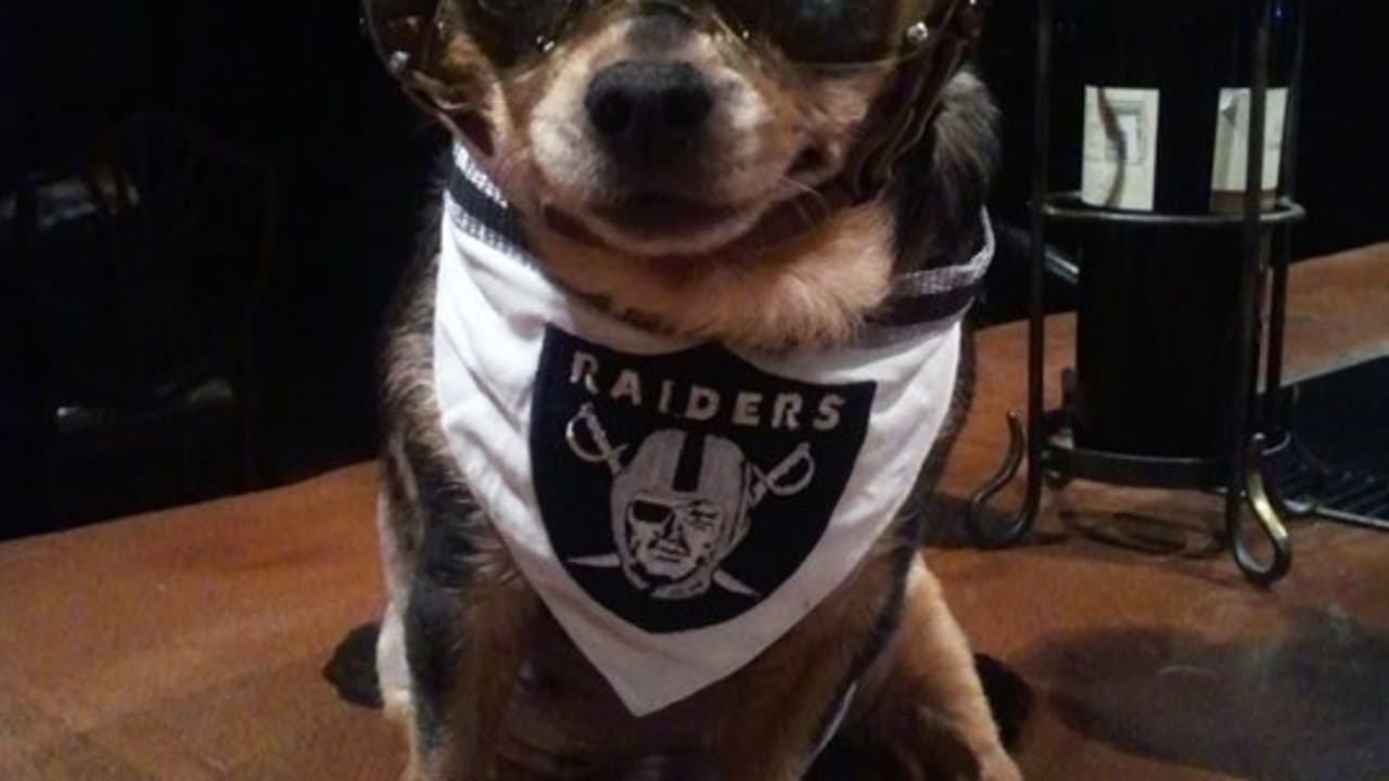 Oakland Raiders NFL Dog Jersey