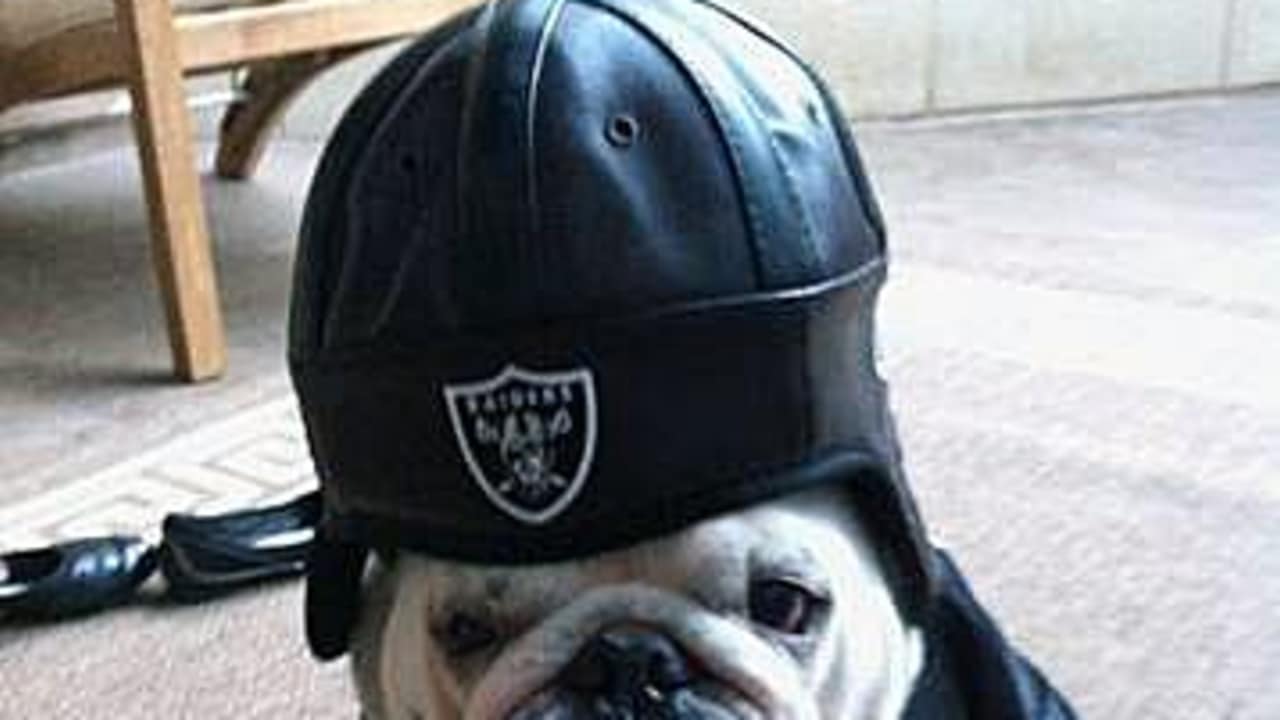 10 Raider dogs ideas  raiders, dogs, raider nation