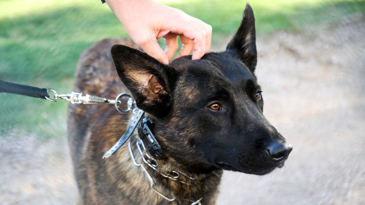 Raiders get to know K-9 Raider, experience demonstration & distribute ...