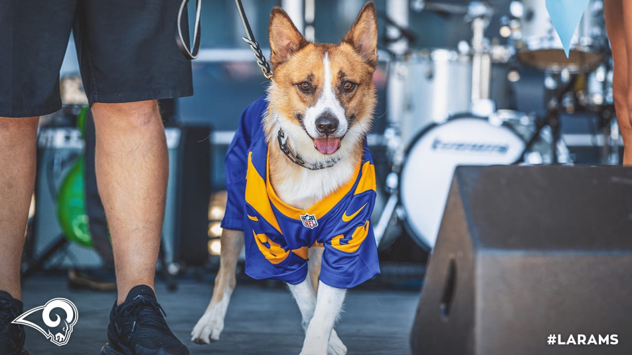 rams dog jersey