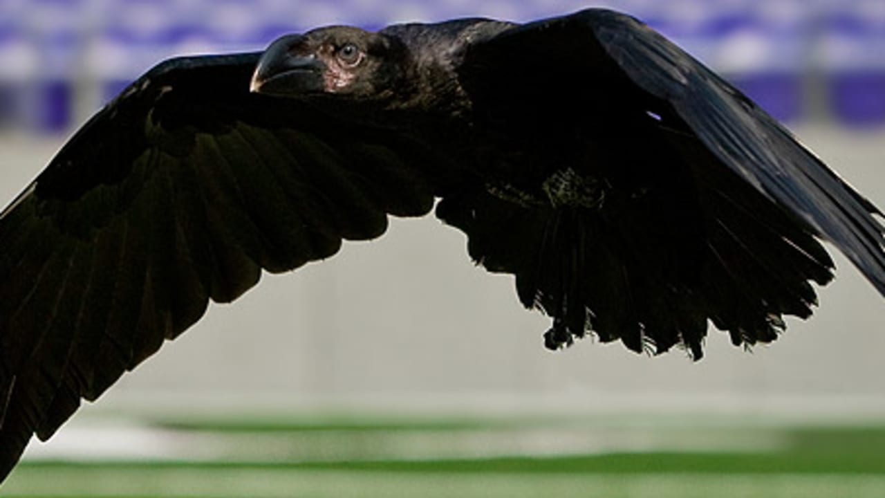 Faster than a Steeler or Buccaneer, a flock of pigeons stayed in the game  Sunday