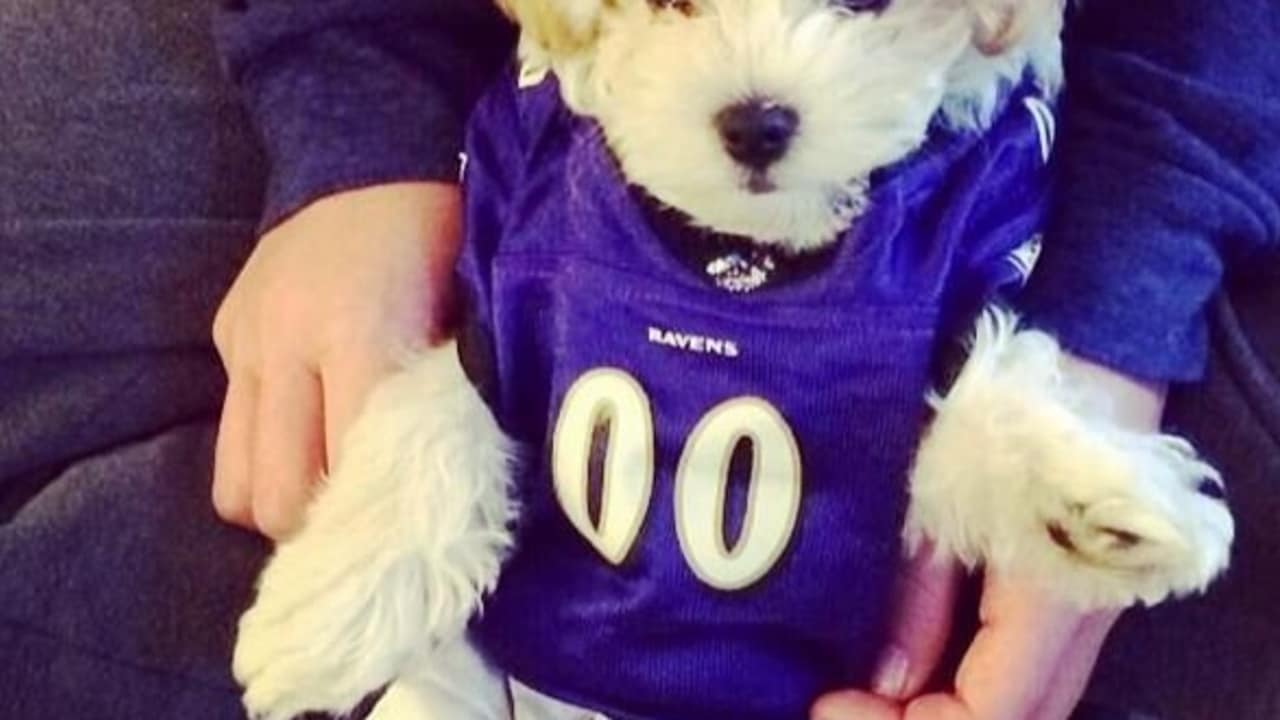 ravens dog sweater