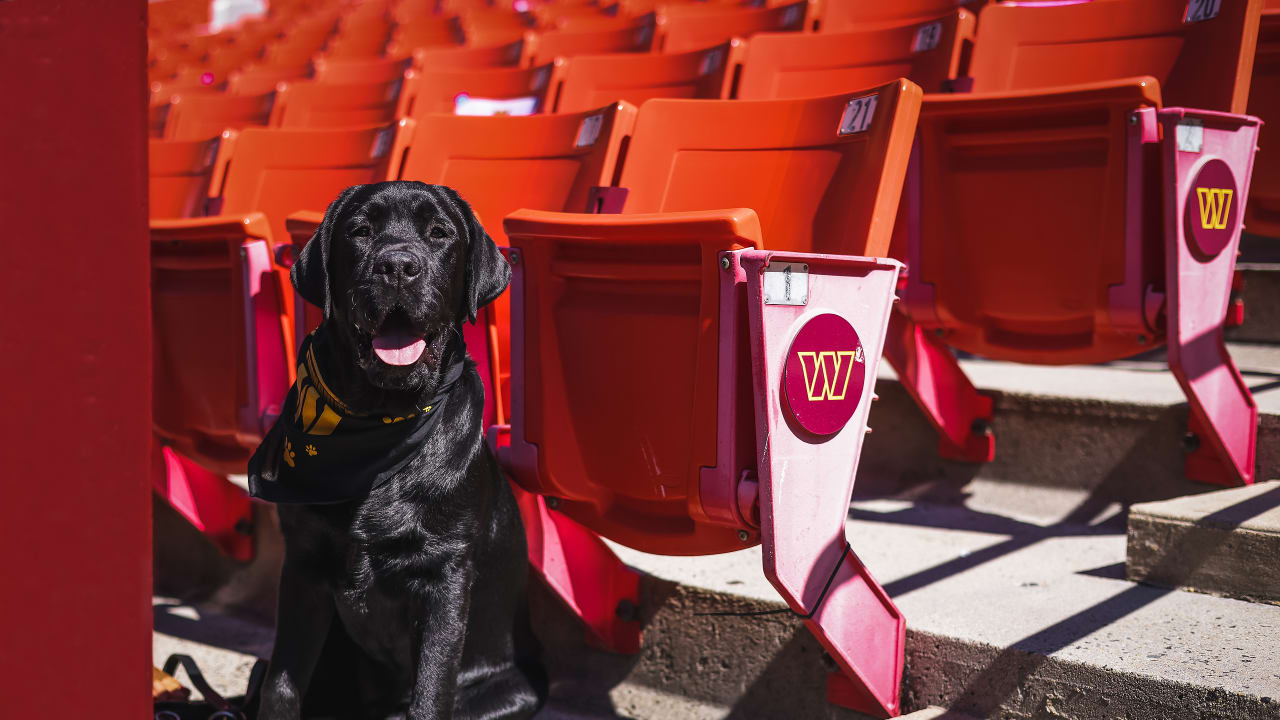 Mando, the Commanders' team dog, is training for a bigger job - The  Washington Post