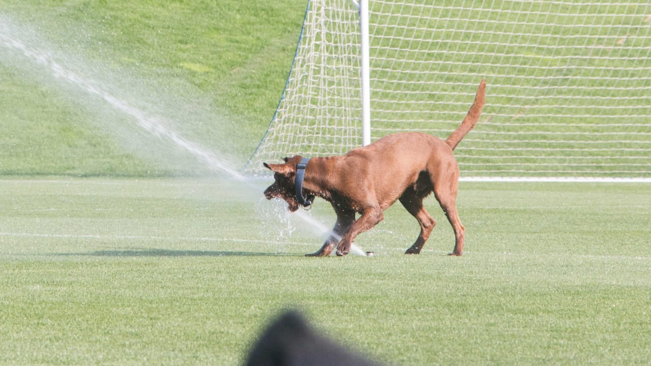 Seattle Seahawks on X: K9 doing K9 things 