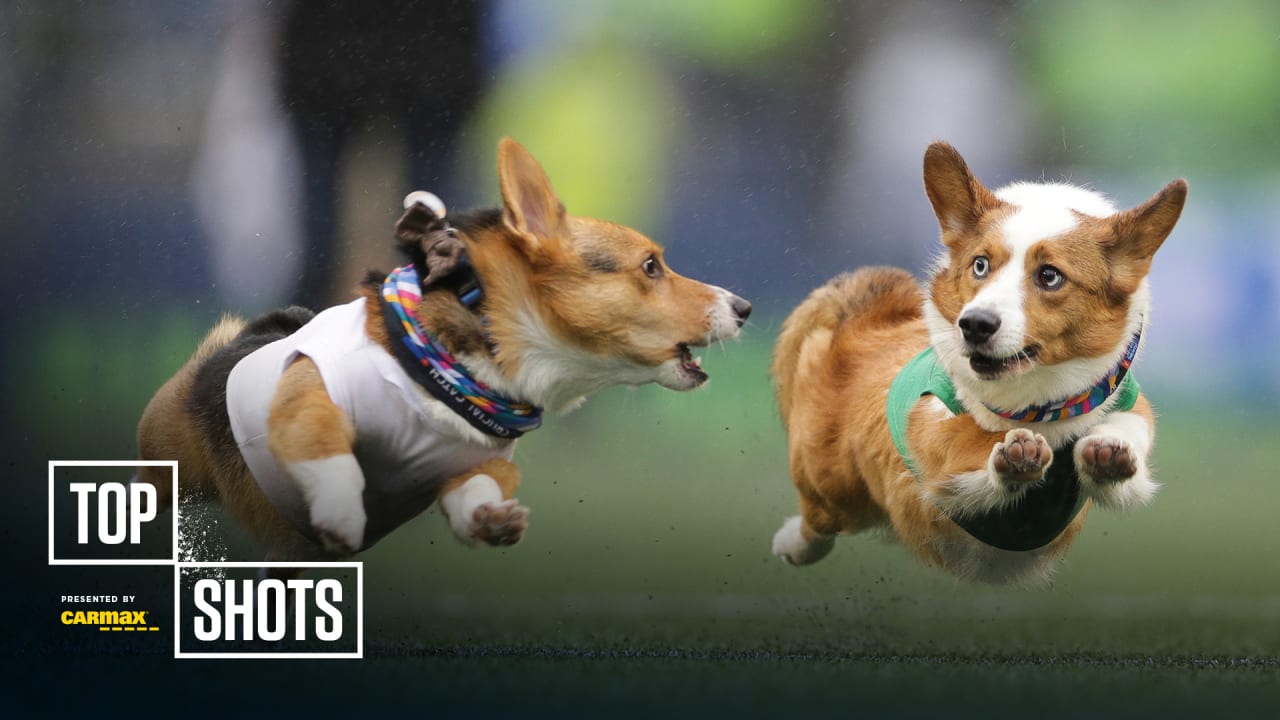 The Seahawks Dancers on X: What we've all been waiting for OUR CORGI  CUP WINNER 